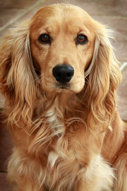 cocker spaniel eyes face