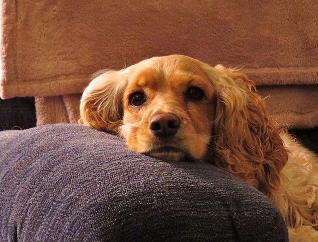 cocker spaniel eyes photo pics