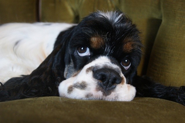 cocker spaniel eyes