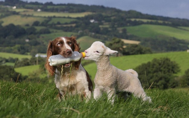 cocker spaniel feeding sheep