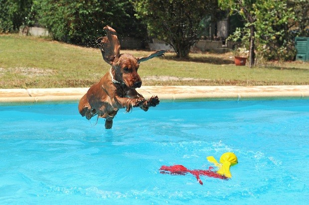cocker spaniel jump water