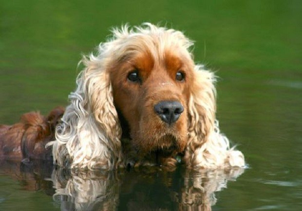 cocker spaniel swim face