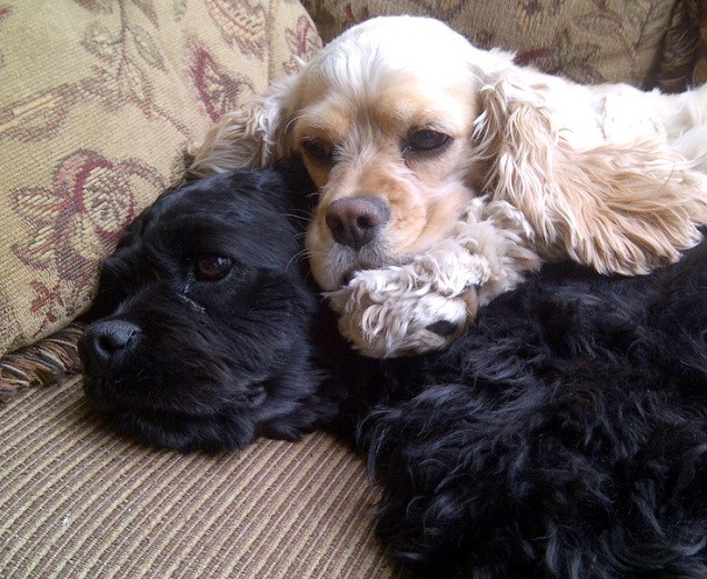 cocker spaniels cuddle