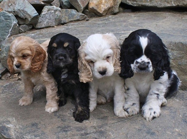 cocker spaniels puppies pics