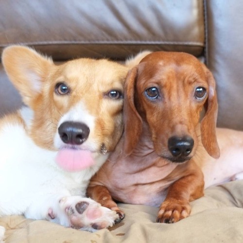 corgi dachshund friends