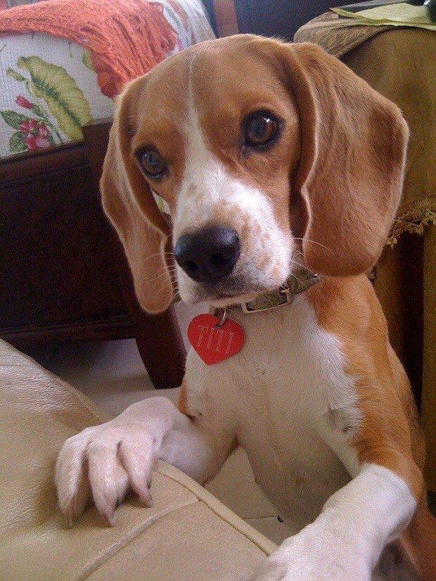 cute eyes beagle