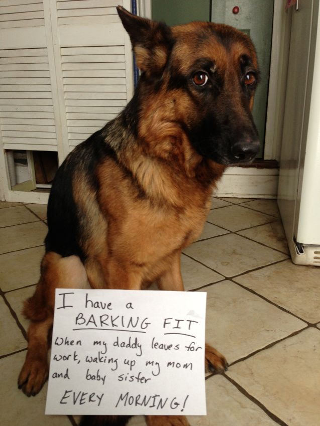 cute eyes german shepherd