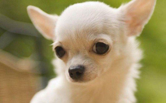 cute face eyes chihuahua