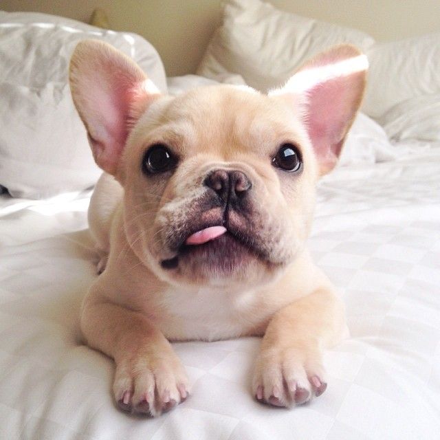 cute french bulldog