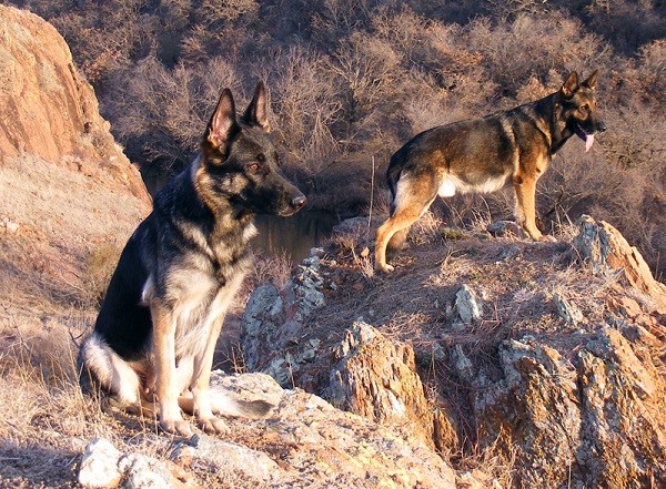 cute german shepherds photo rocks