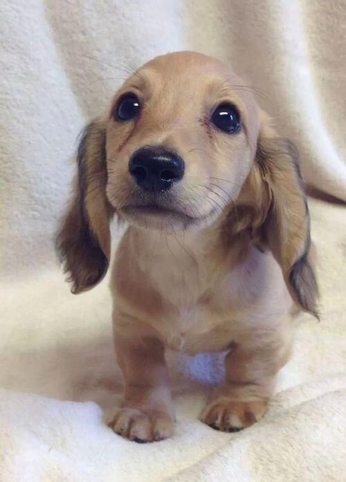 cute puppy eyes doxie