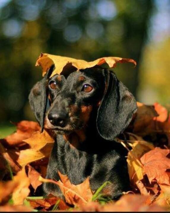 dachshund leaf autumn photo
