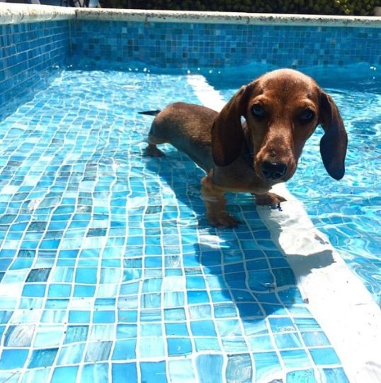 dachshund water pics