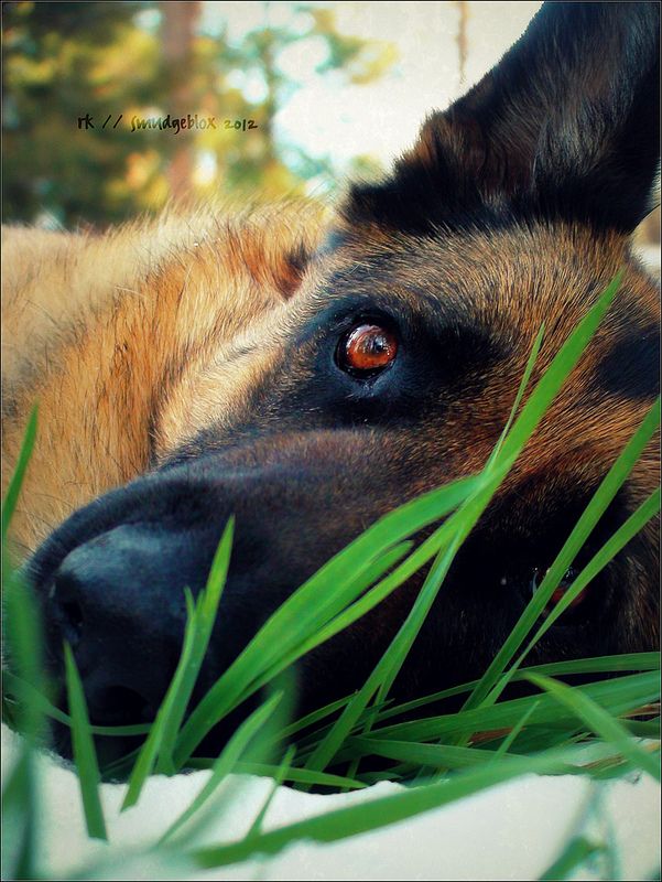 eyes closeup german shepherd