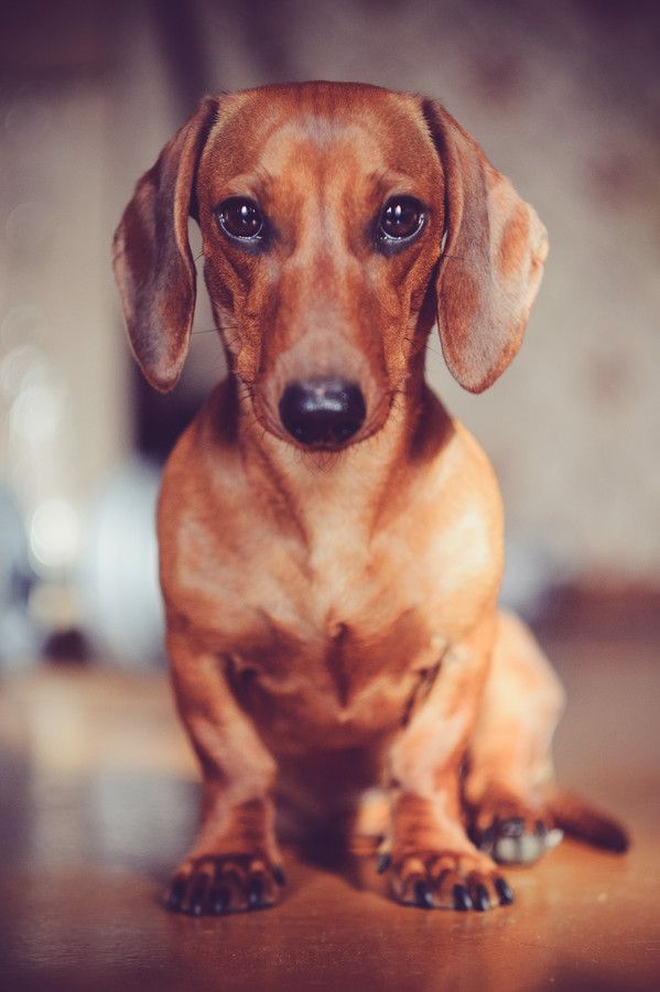 eyes dachshund pics face