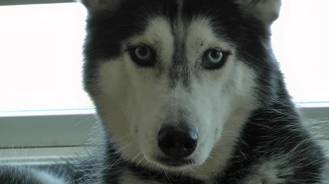 eyes staring husky