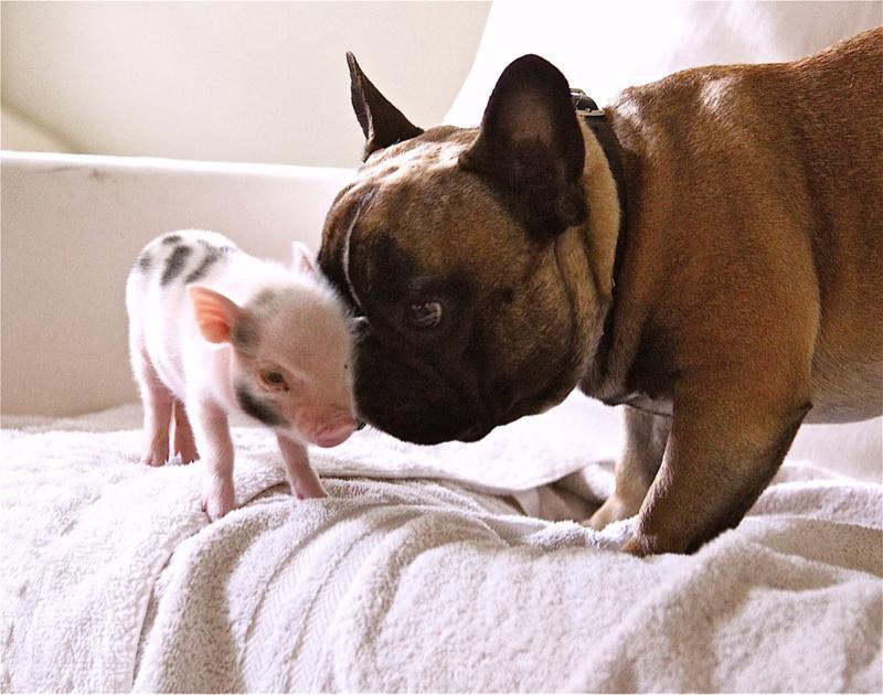 french bulldog and pig