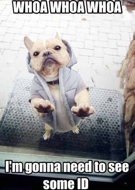 french bulldog funny meme