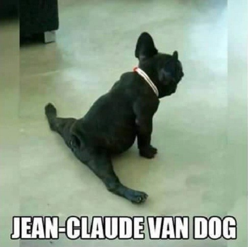 french bulldog humor