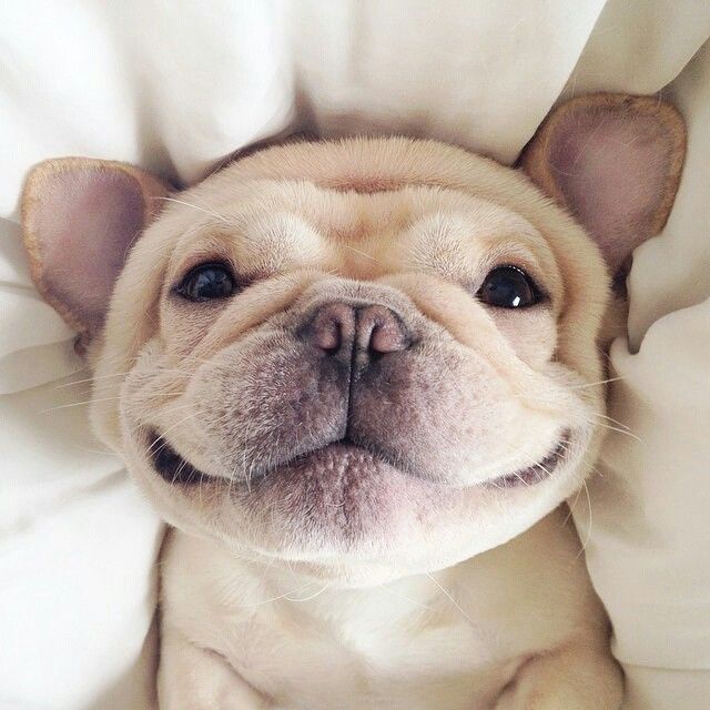 french bulldog smile