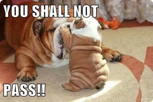 funny bulldog puppy meme