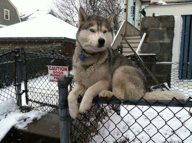 funny husky on fence