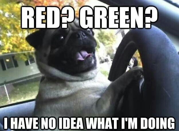 funny pug meme drive