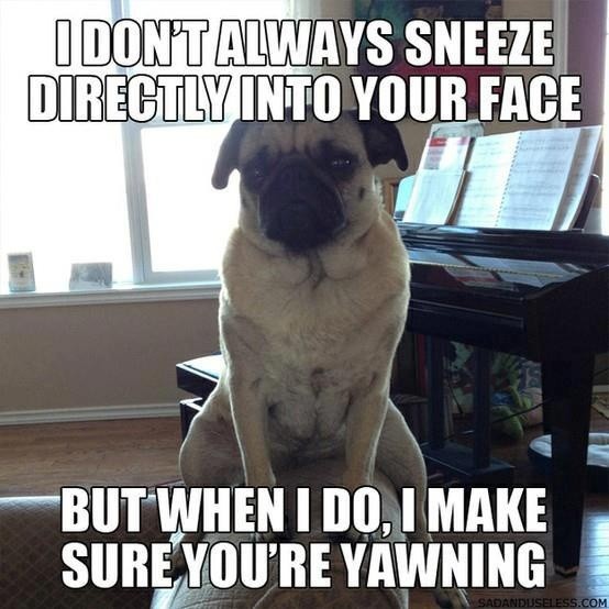 funny sneeze pug meme