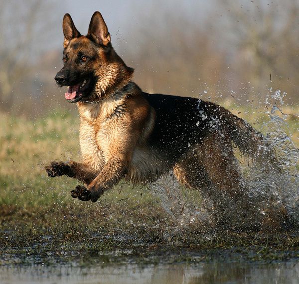 german shepherd water