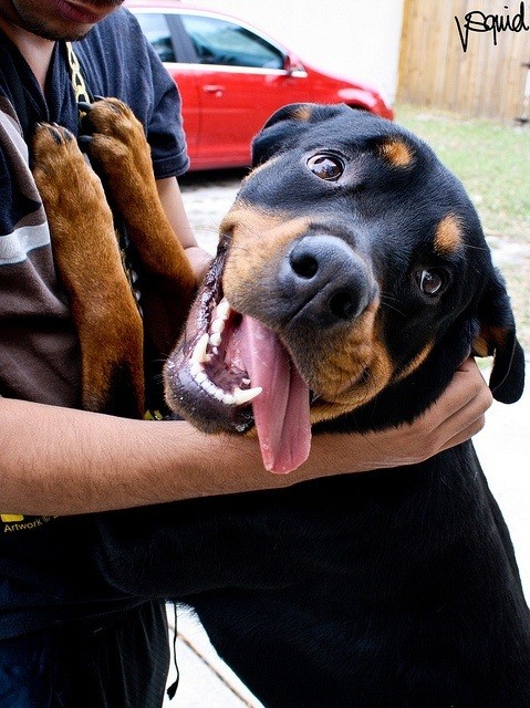 happy dog rottweiler