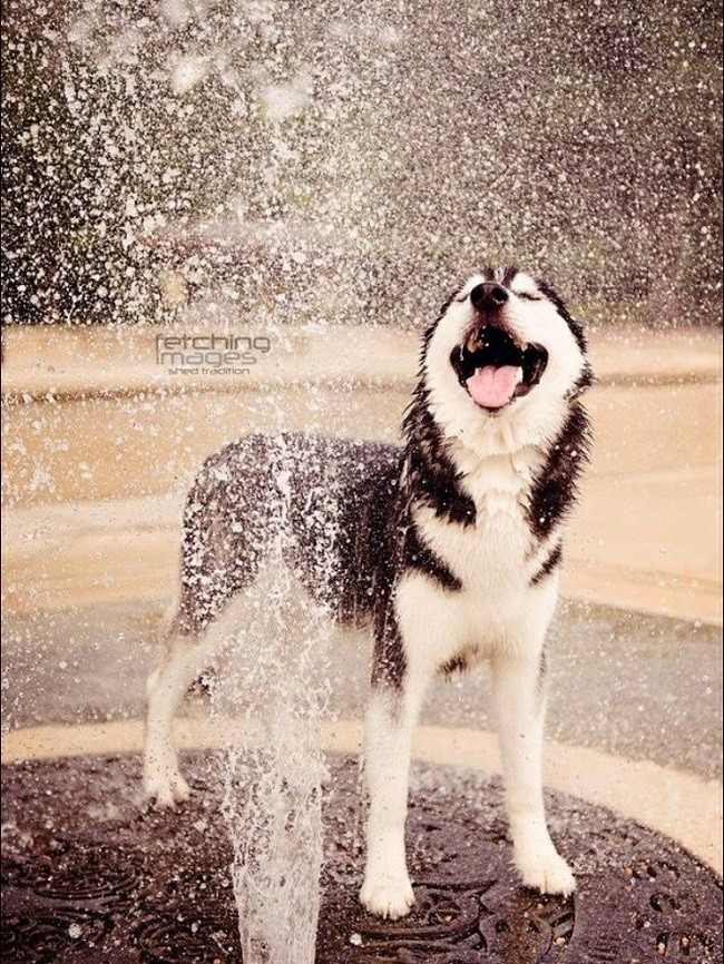 happy husky water