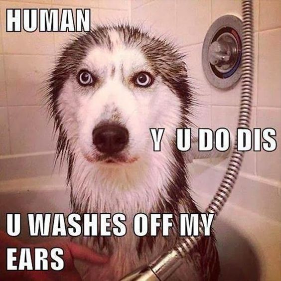 husky bath meme