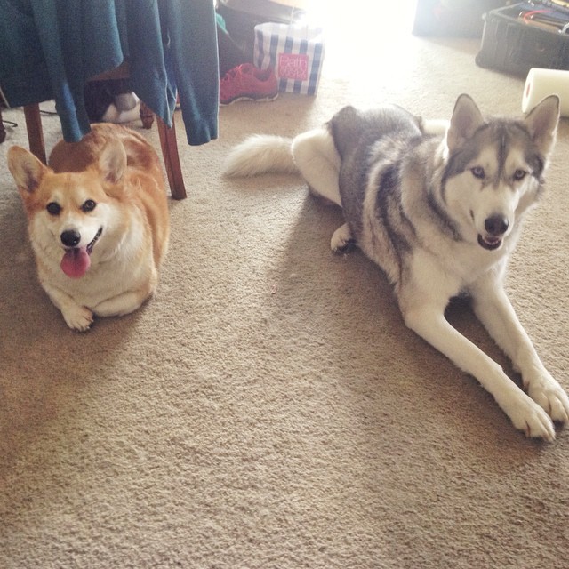 husky corgi friends