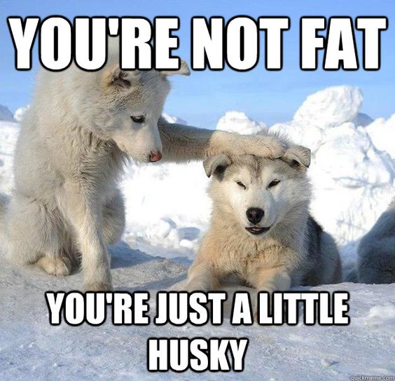 husky fat puppy meme