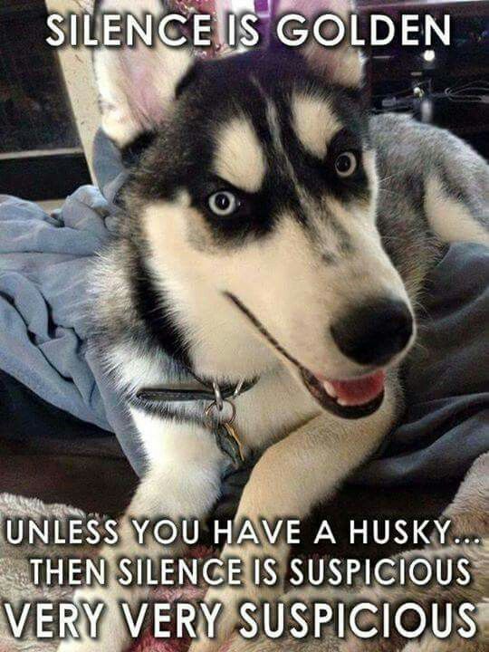 husky meme silence