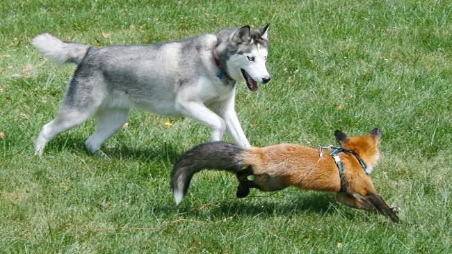 husky play fox