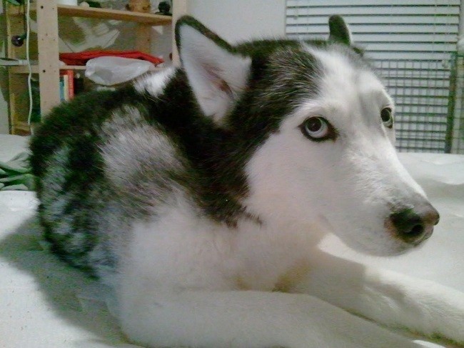 husky staring eyes photo