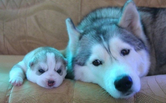 husky with puppy cute