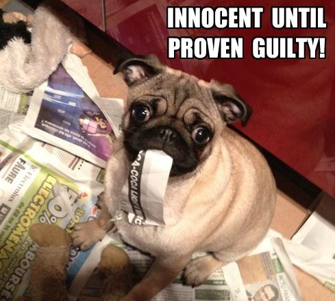 innocent pug meme