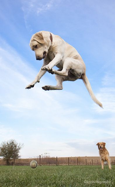 jumping labrador ball