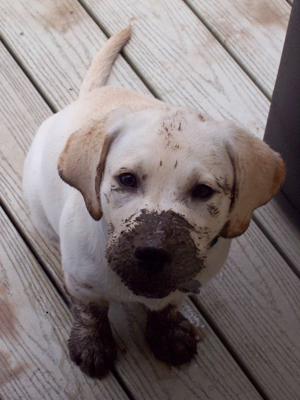 labrador puppy nose mud
