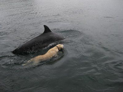 labrador swim dolphin