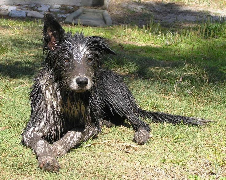 muddy border collie