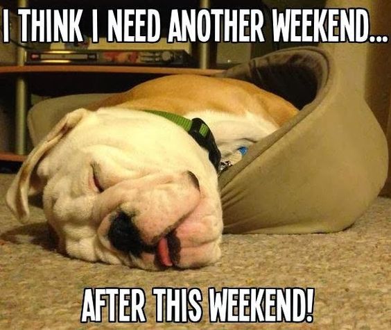 nap time bulldog meme