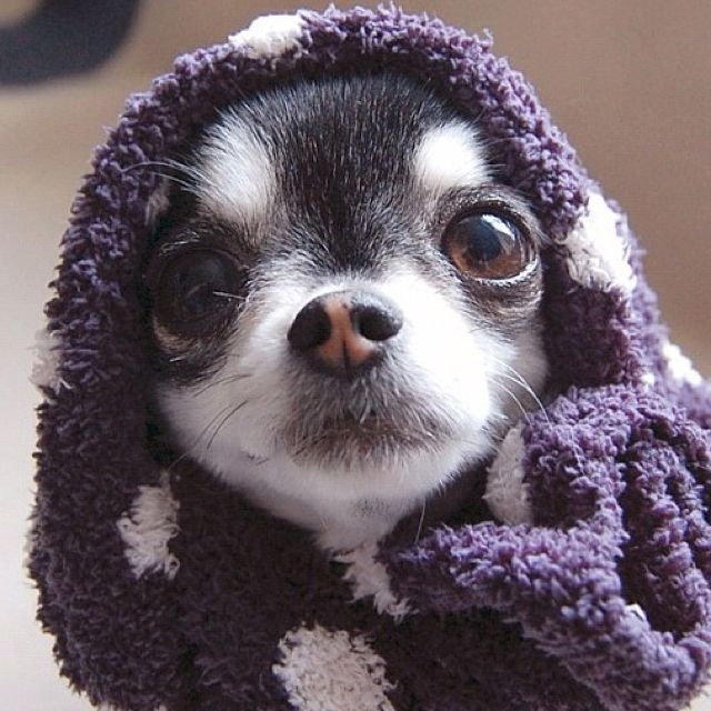 nice look chihuahua