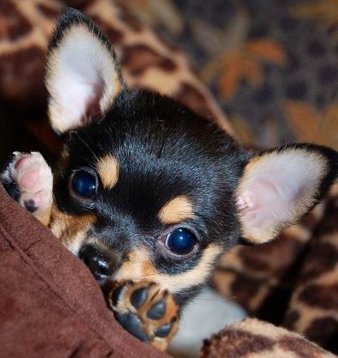 playful chihuahua black