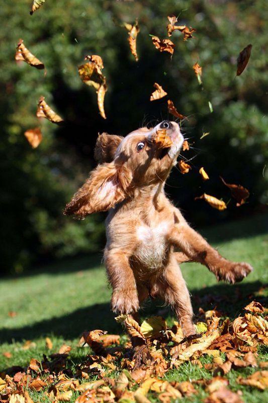 playful cocker spaniel play leaves