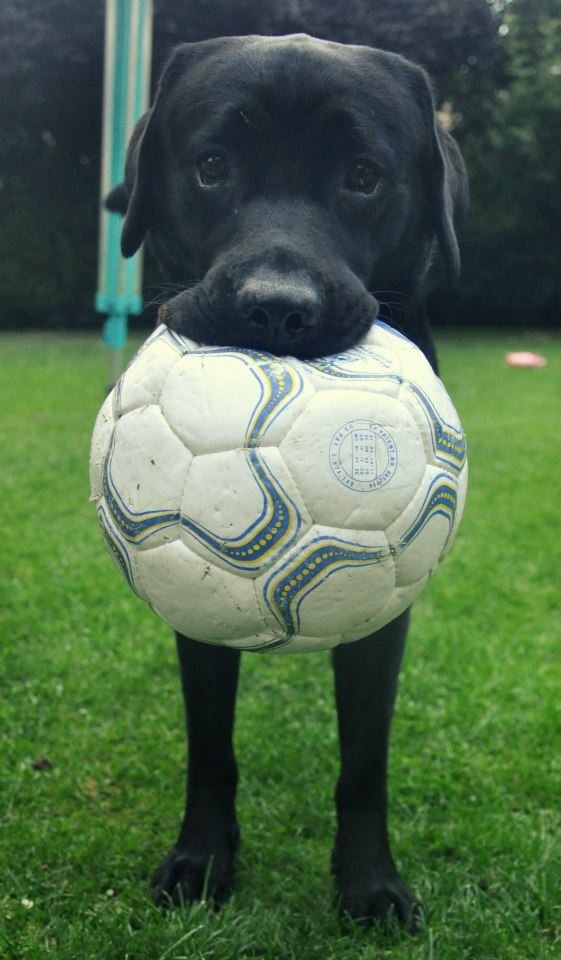 playful labrador ball photo