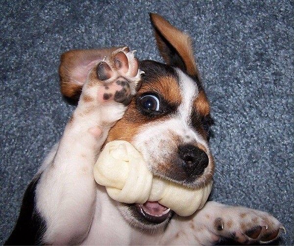 playing beagle bone