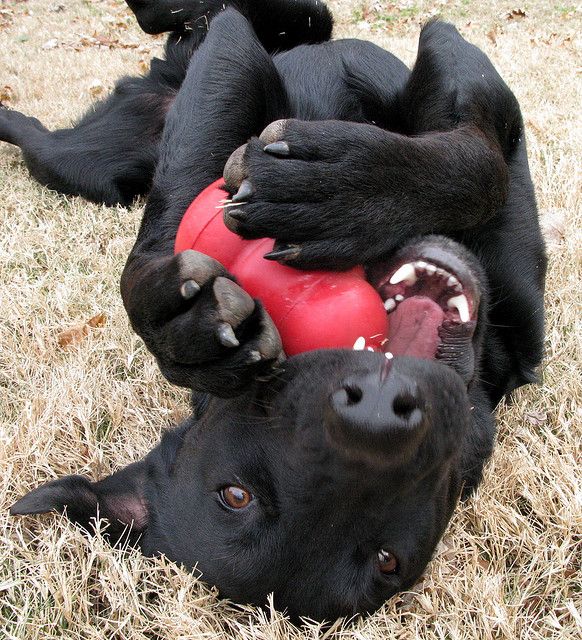 playing black labrador photo